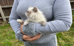 Persian cats for sale: Color point Persian kittens - Image 1