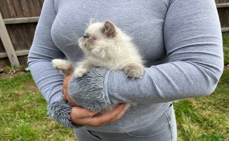 Persian cats - Advert 5