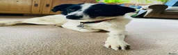Mixed Breed dogs for adoption: Lilly -Milton Keynes  in Milton Keynes - Advert 9