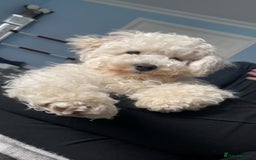 Poochon dogs for sale: Needing to rehome our adorable Poochon - Image 2