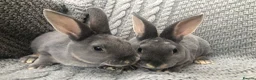 Rex rabbits for sale: Beautiful velvet mini Rex & Rex rabbits - Advert 14