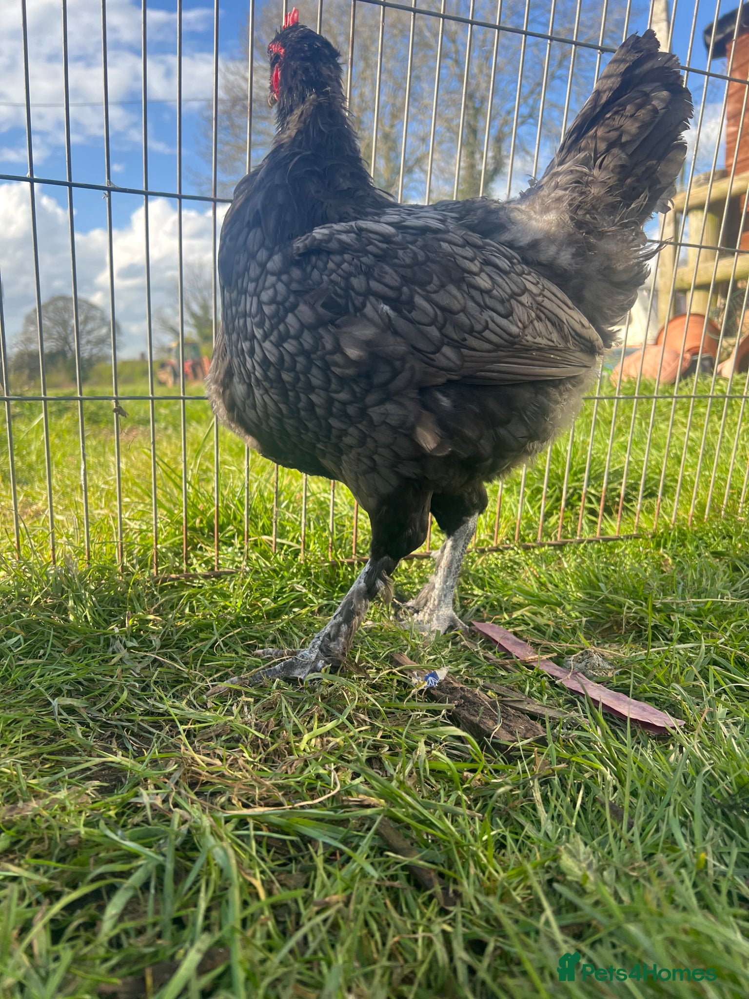 Chickens poultry Rare modern langshan  - Advert 1