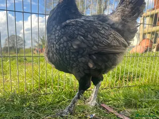 Chickens poultry Rare modern langshan - Advert 3