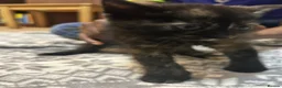 Mixed Breed cats for sale: 4 tiny bundles of chaos and cuddles  - Advert 15