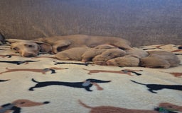 Dachshund dogs for sale: Mini dauchound for sale  - Advert 3