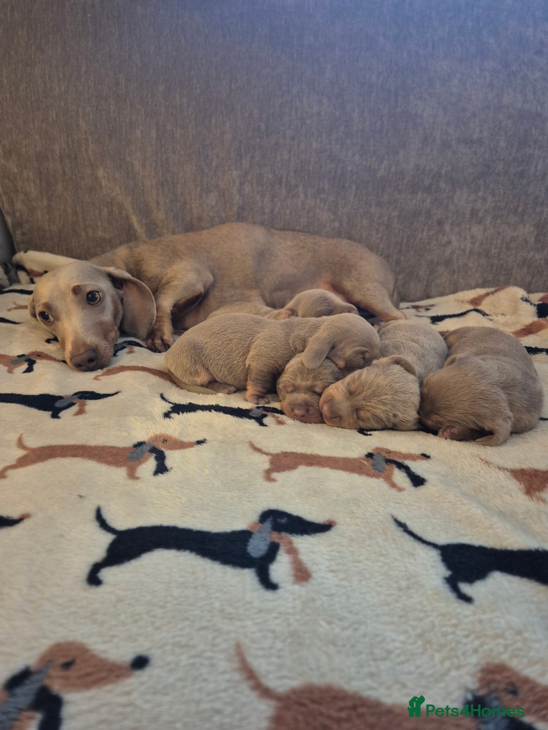 Dachshund dogs for sale: Mini dauchound for sale  - Advert 3