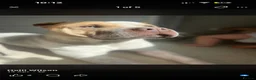 Mixed Breed dogs for sale: REHOMING in Exeter - Advert 1