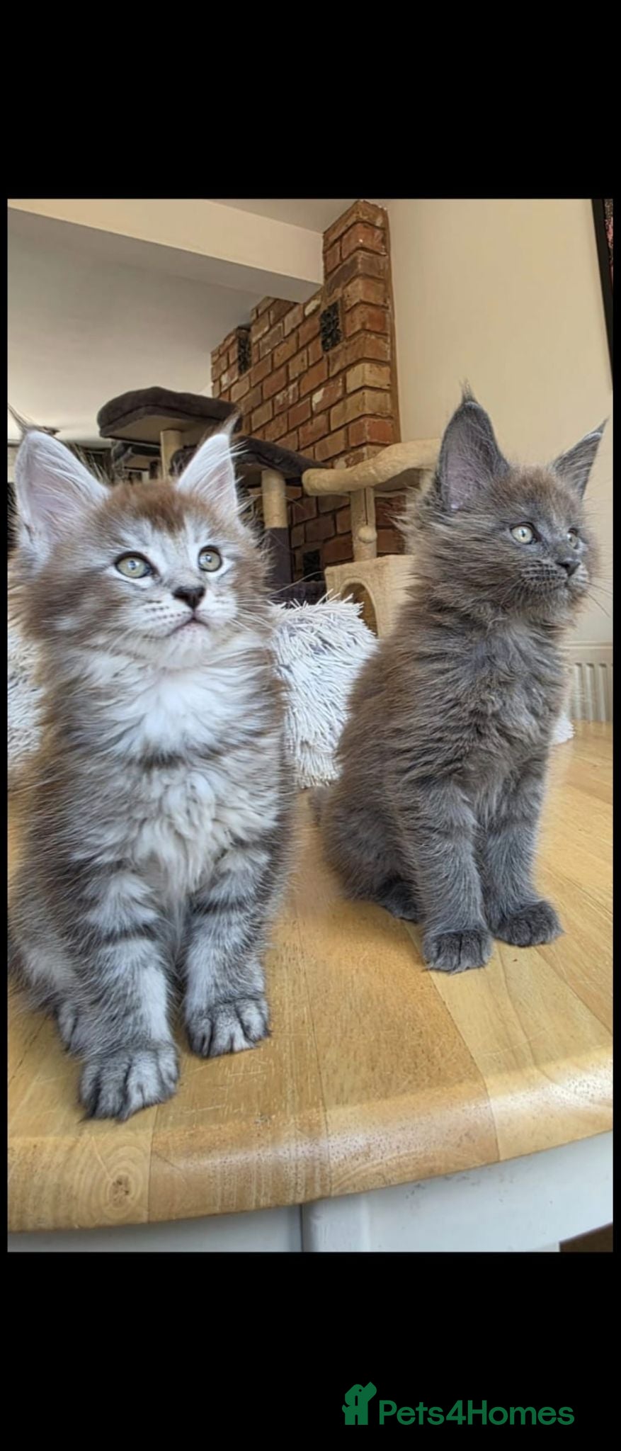 Maine Coon cats Maine coon pedigree kittens  - Advert 3