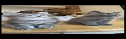 Maine Coon cats for sale: Maine coon pedigree kittens  - Advert 19