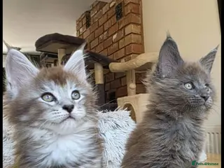 Maine Coon cats Maine coon pedigree kittens - Advert 3