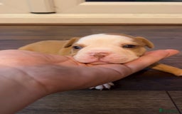 Alapaha Blue Blood Bulldog dogs for sale: IABBR registered Alapaha Blue Blood Bulldogs - Image 18