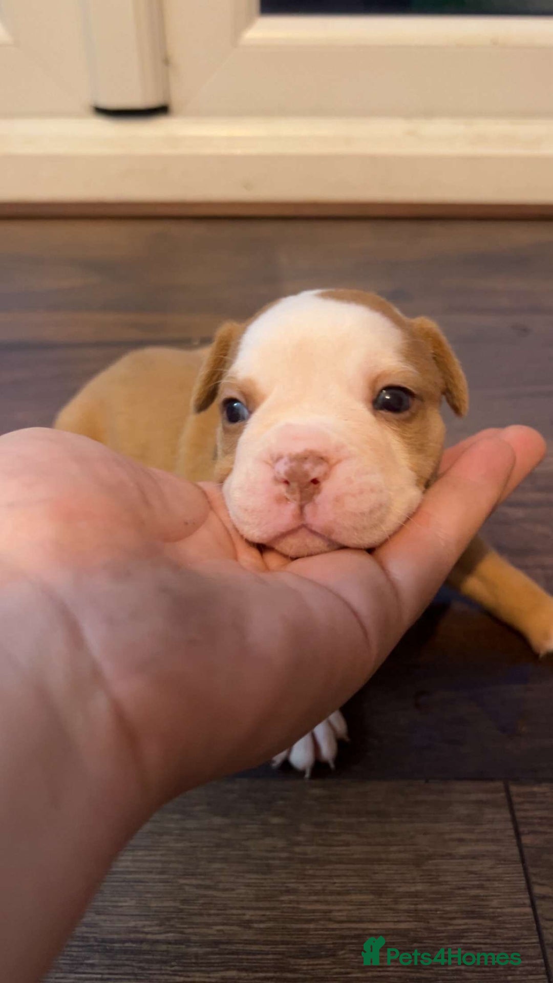 Alapaha Blue Blood Bulldog dogs for sale: IABBR registered Alapaha Blue Blood Bulldogs - Image 18