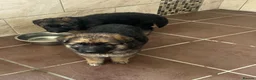 German Shepherd dogs for sale: German shepherd Puppies  - Advert 8