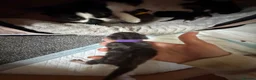 Mixed Breed cats for sale: 5 newborn kittens for sale in Burton-on-Trent - Advert 6