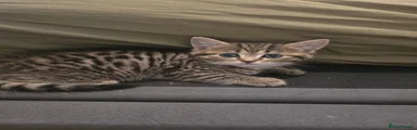 British Shorthair 3