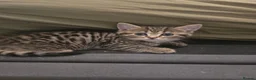 British Shorthair cats for sale: Brittish shorthair cross Bengal  - Advert 24