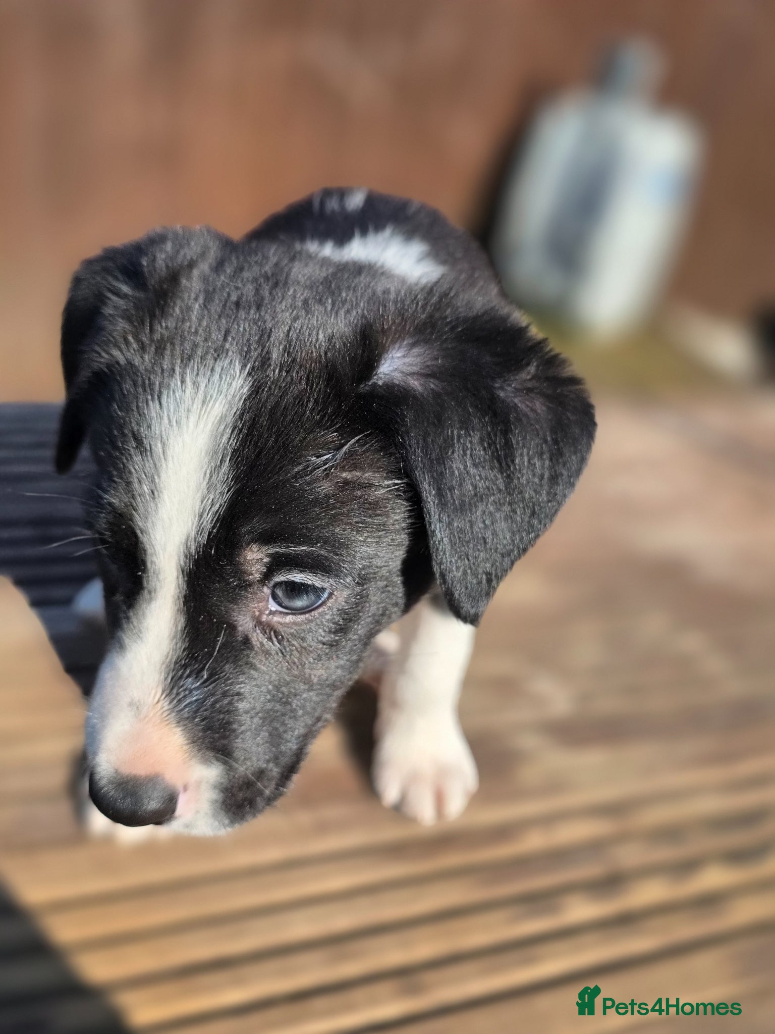 Border Collie dogs One little boy Border Collie left  - Advert 13
