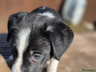 Border Collie dogs One little boy Border Collie left - Advert 13