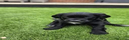 Cockapoo dogs for sale: 2 Gorgeous Black Cockapoo Puppies - Family Raised - Advert 12