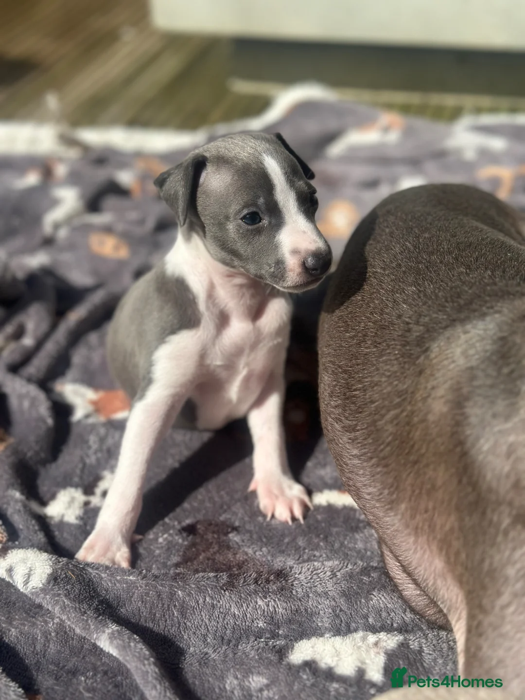Italian Greyhound dogs for sale: KC reg boys available  - Advert 2