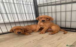 Labrador Retriever dogs for sale: KC Red fox Labrador retrievers  - Image 2