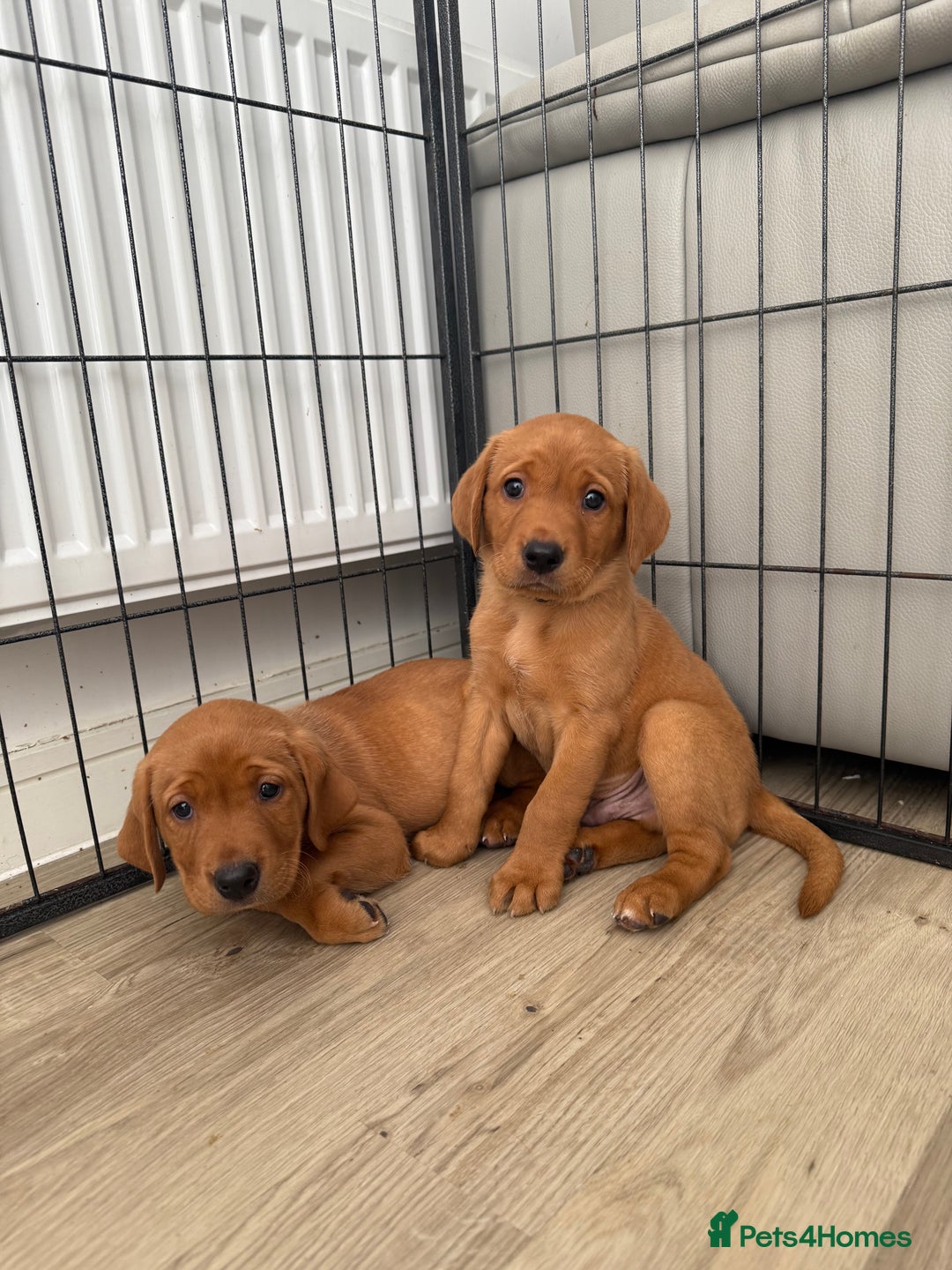 Labrador Retriever dogs for sale: KC Red fox Labrador retrievers  - Image 2