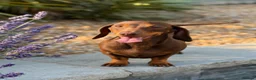 Miniature Dachshund dogs for sale: *KC Reg Miniature Dachshund Puppies available * - Advert 9