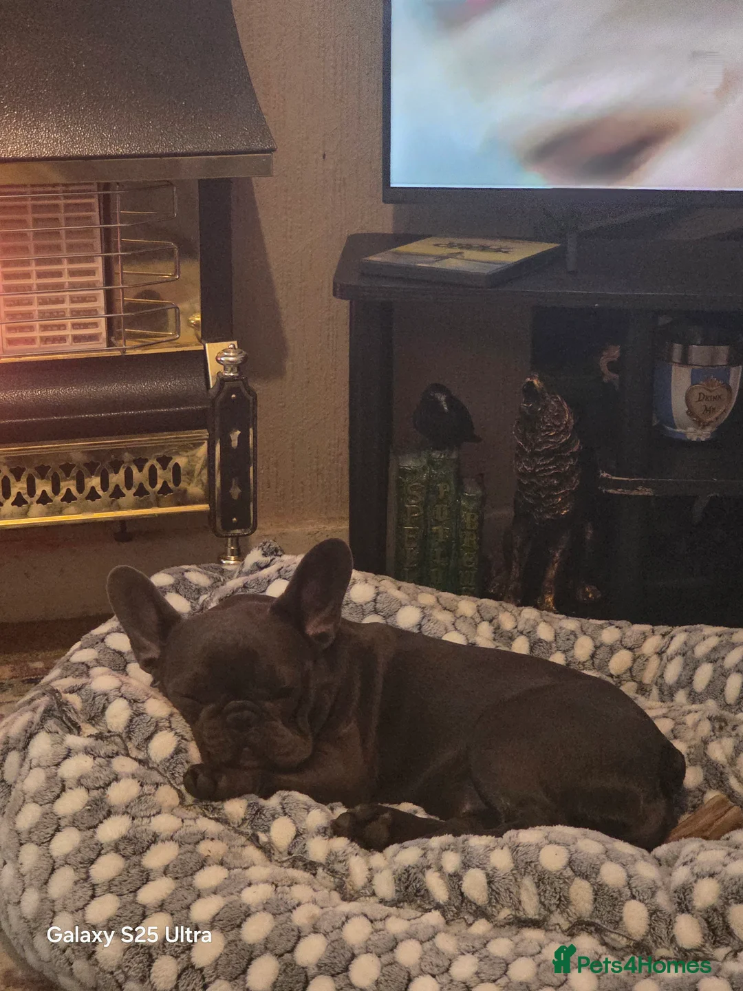 French Bulldog dogs for sale: French bulldog Minnie for sale in Bilston - Advert 2