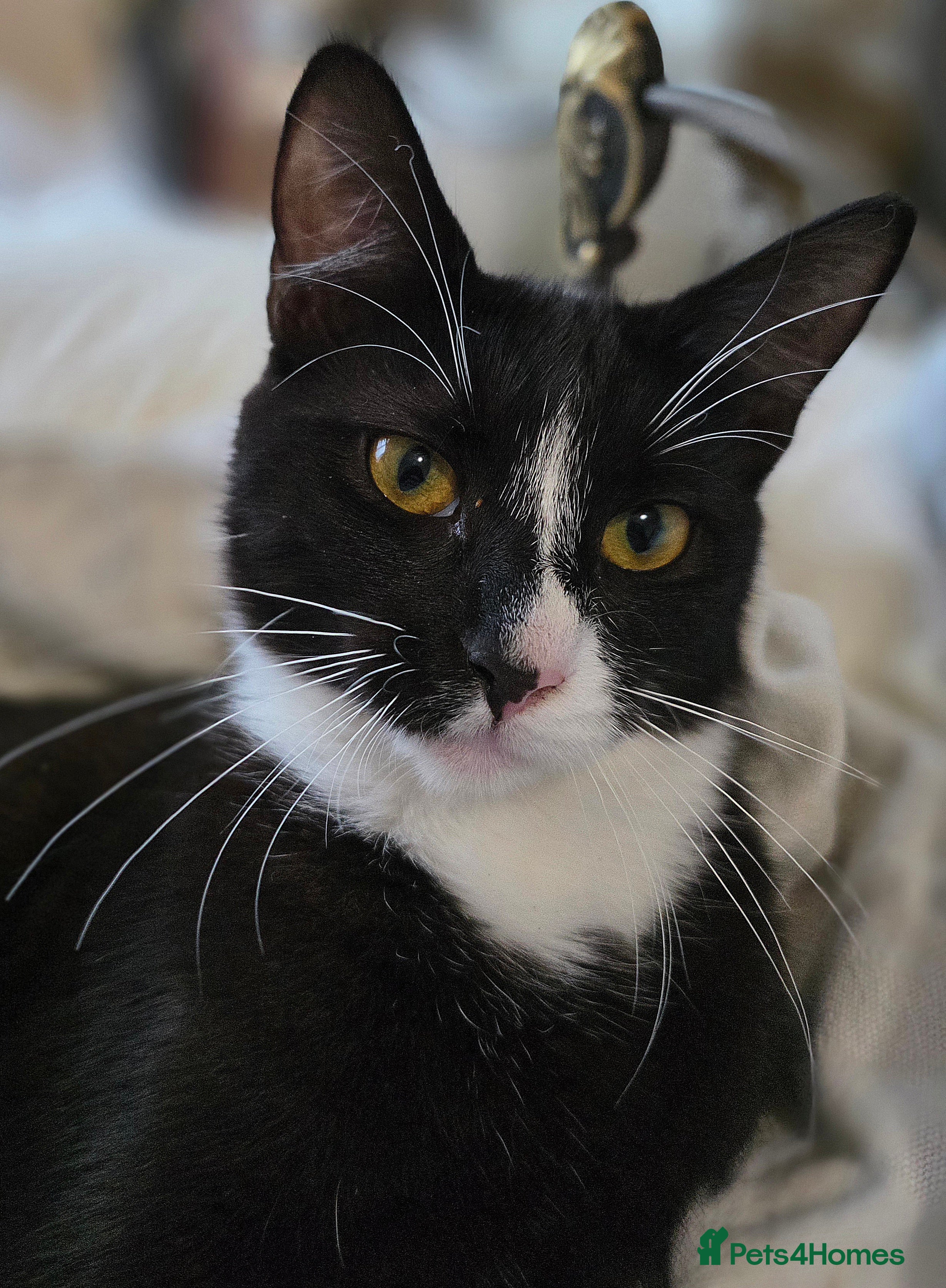 Mixed Breed cats Last Mixed Female Maine Coon For Sale - Advert 15