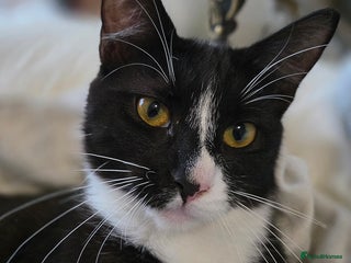 Mixed Breed cats Last Mixed Female Maine Coon For Sale - Advert 2