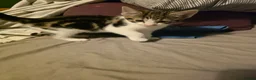 Mixed Breed cats for sale: Mixed tabby and long hair - Advert 2