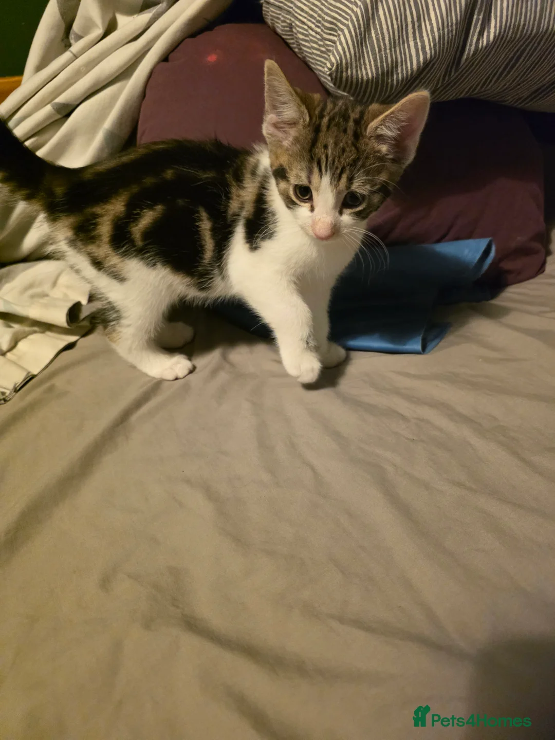 Mixed Breed cats for sale: Mixed tabby and long hair - Advert 2