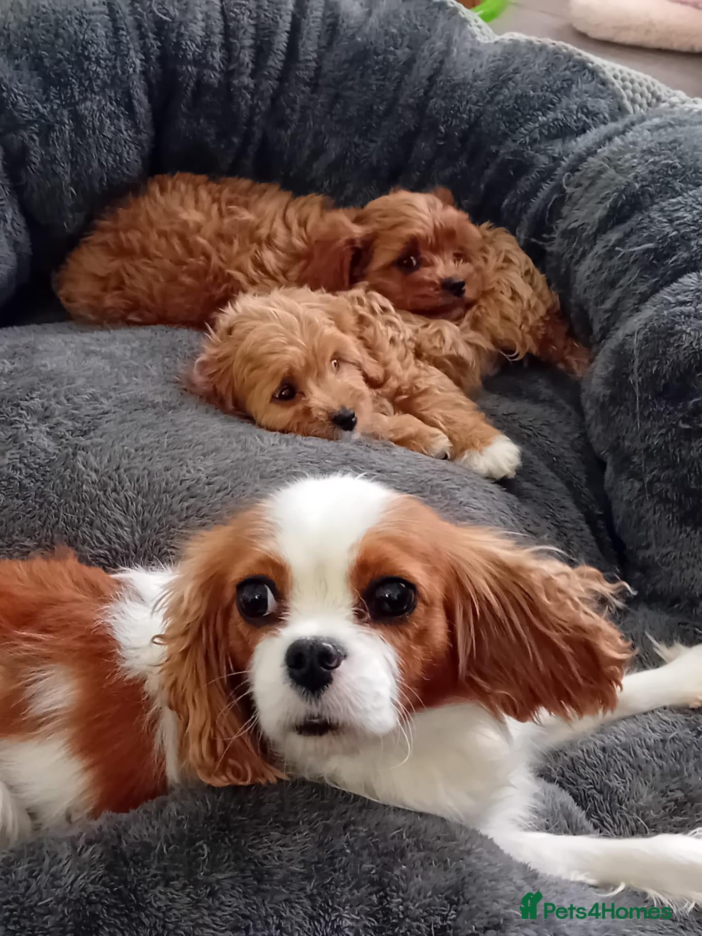 Cavapoo dogs Health tested cavapoos - Advert 2