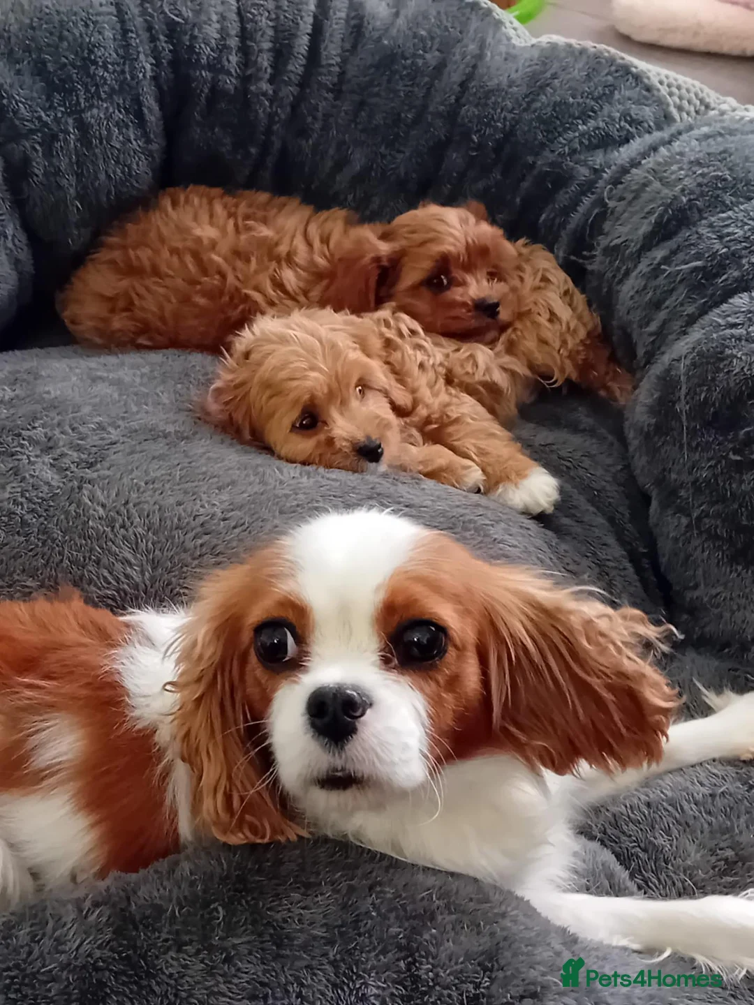 Cavapoo dogs for sale: Health tested cavapoos - Advert 2