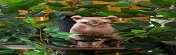 Sphynx cats for sale: Sphynx cats for new home  - Advert 4