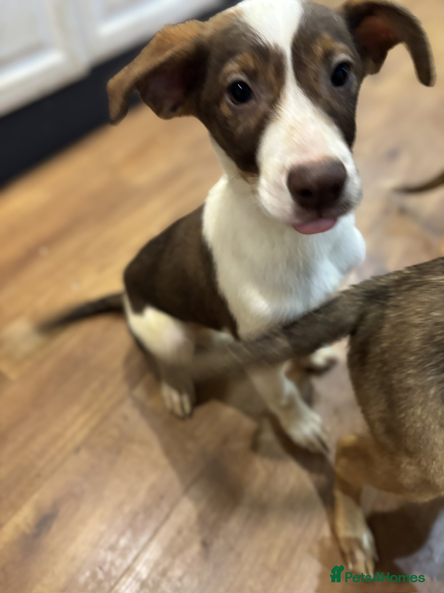 Mixed Breed dogs for sale: Mixed Breed Pups - Advert 6