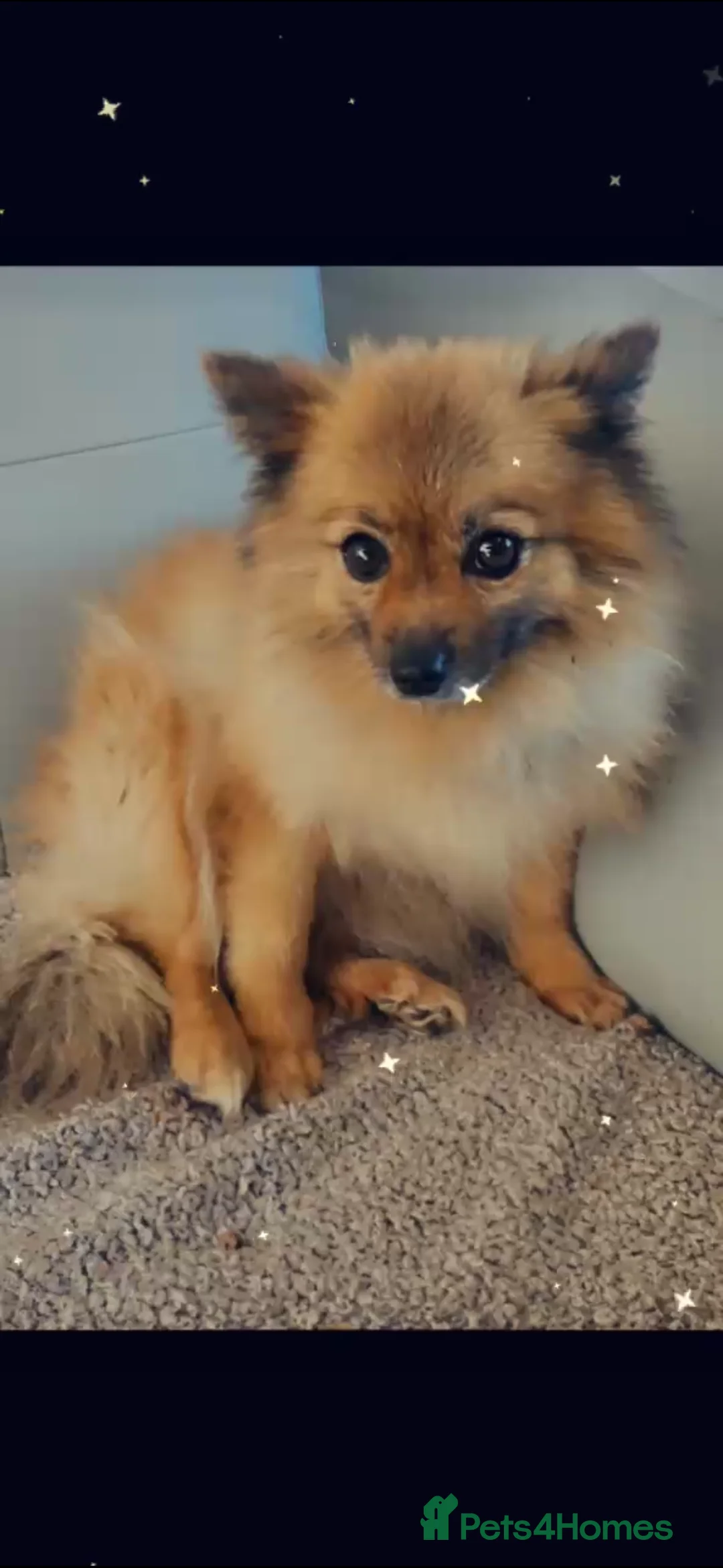 Pomeranian dogs for sale: Pomeranian female 2 years old - Advert 1