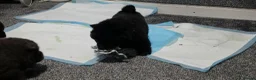 Chow Chow dogs for sale: Only 3 avalable (5 generation Chow chow) puppys - Advert 7