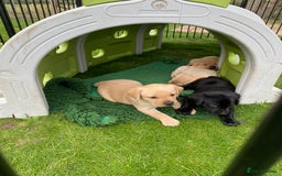 Labrador Retriever dogs for sale: Fabulous Labrador Puppies - Image 5