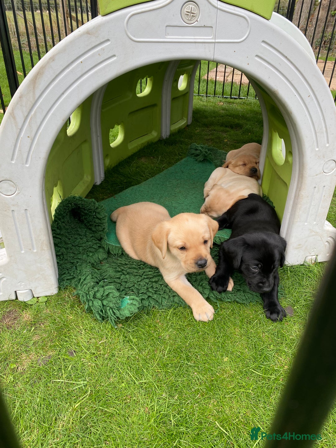 Labrador Retriever dogs for sale: Fabulous Labrador Puppies - Image 5