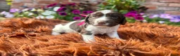 English Springer Spaniel dogs for sale: Springer Spaniel Puppies in Shrewsbury - Advert 16