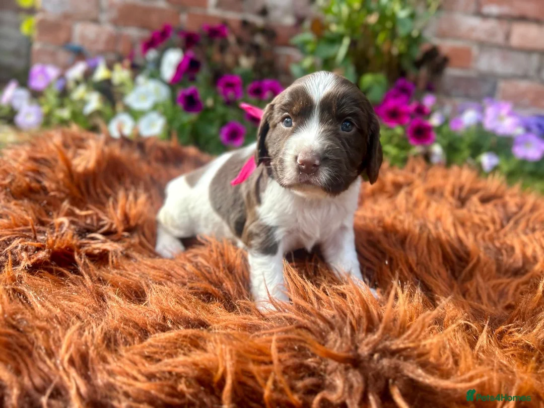 English Springer Spaniel dogs for sale: Springer Spaniel Puppies in Shrewsbury - Advert 16