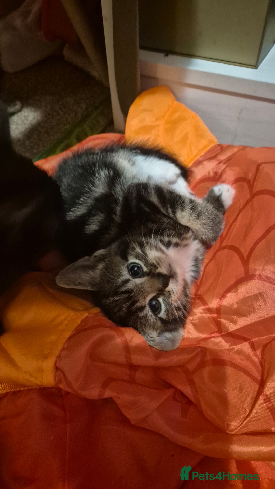 Mixed Breed cats for sale: Kittens for sale - Image 1
