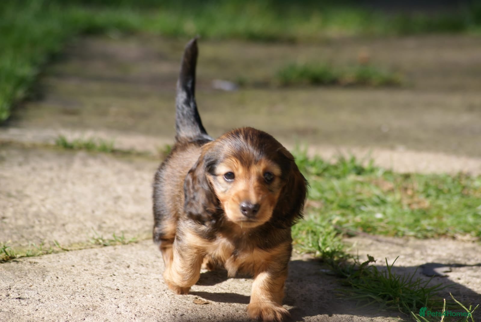 Miniature Dachshund dogs MINIATURE LONGHAIRED DACHSHUND BOY RUSSIAN LINE - Advert 2