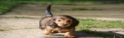 Miniature Dachshund dogs for sale: MINIATURE LONGHAIRED DACHSHUND BOY RUSSIAN LINE - Advert 2