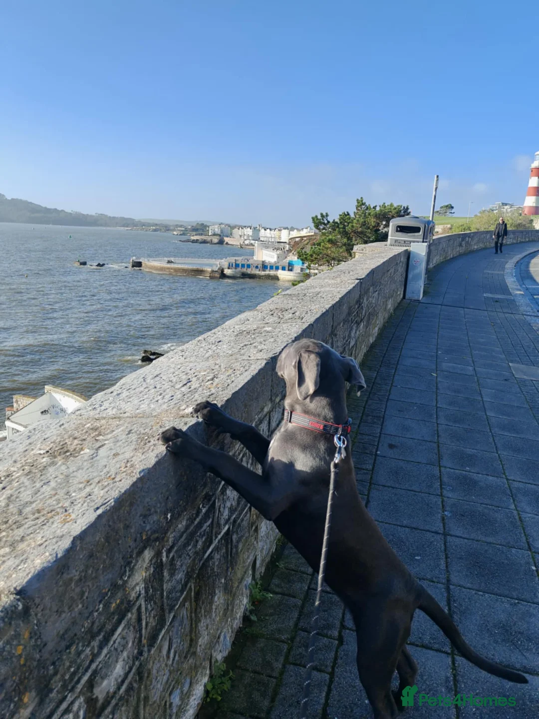 Cane Corso dogs for sale: Cane corso - Advert 15