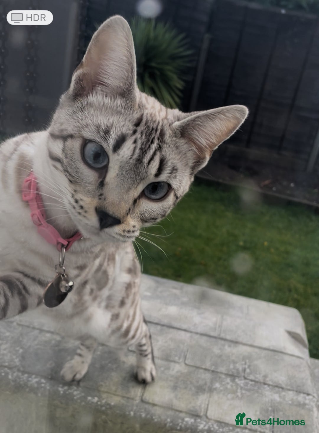 Bengal cats for sale: 2 young Sibling Bengals Boy & Girl - Advert 6