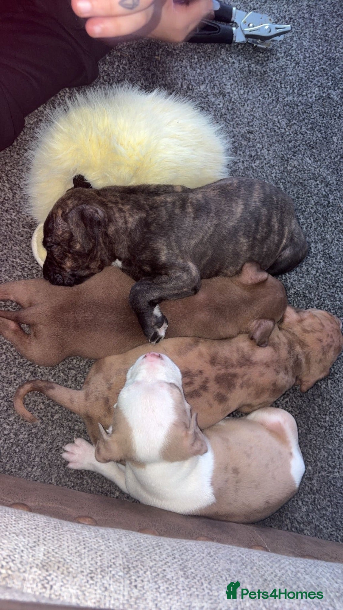Staffordshire Bull Terrier dogs 3/4 Staffy 1/4 pocket bully - Advert 2