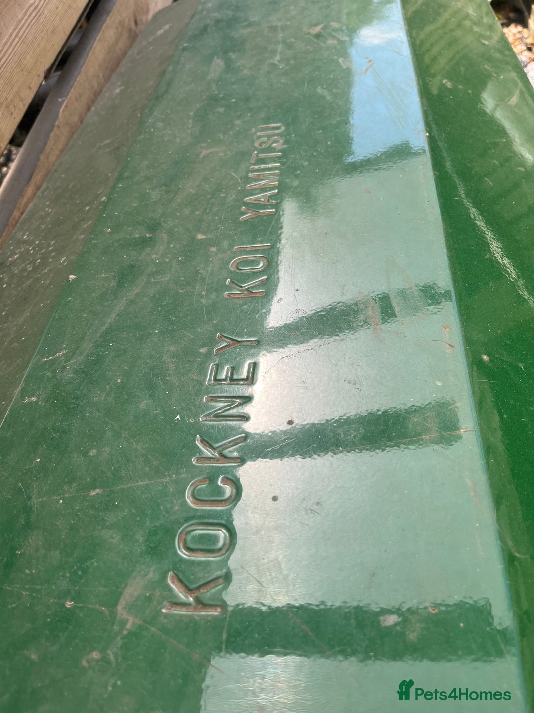 Koi Carp fish for sale: pond fish - Image 4