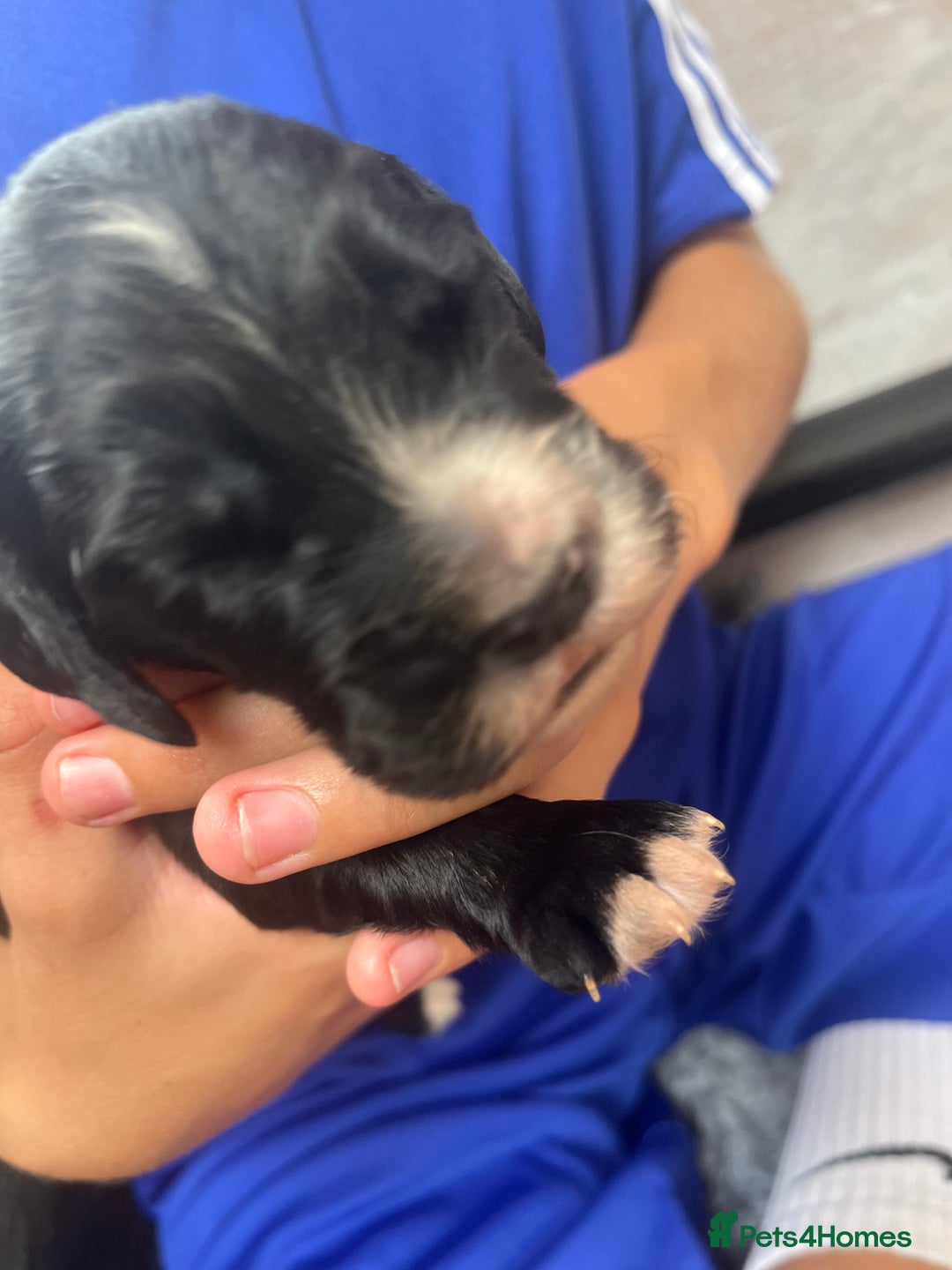 Cocker Spaniel dogs for sale: Beautiful Working Cocker Spaniel Puppies for Sale - Image 22